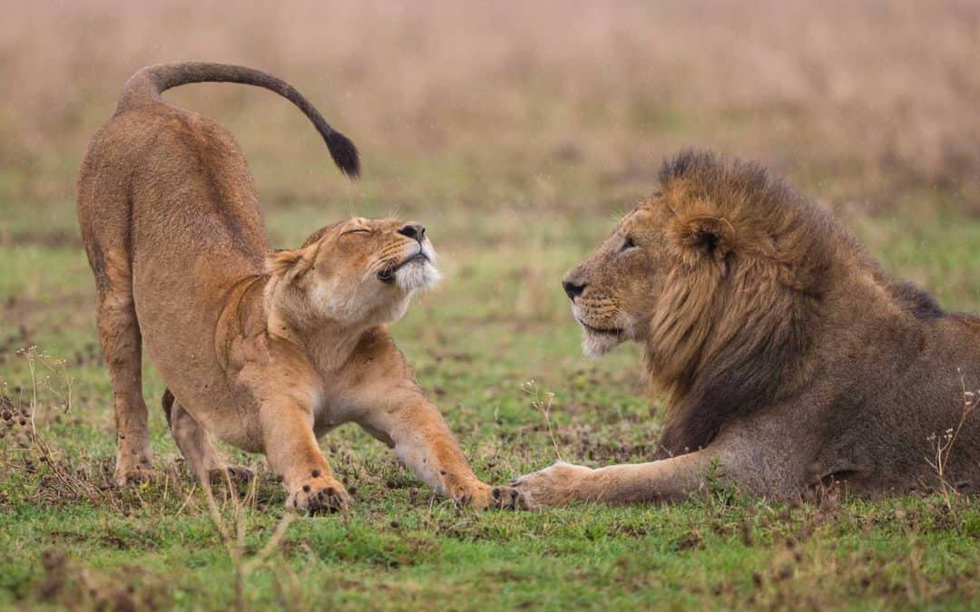 10 Day Luxury Tanzania Safari