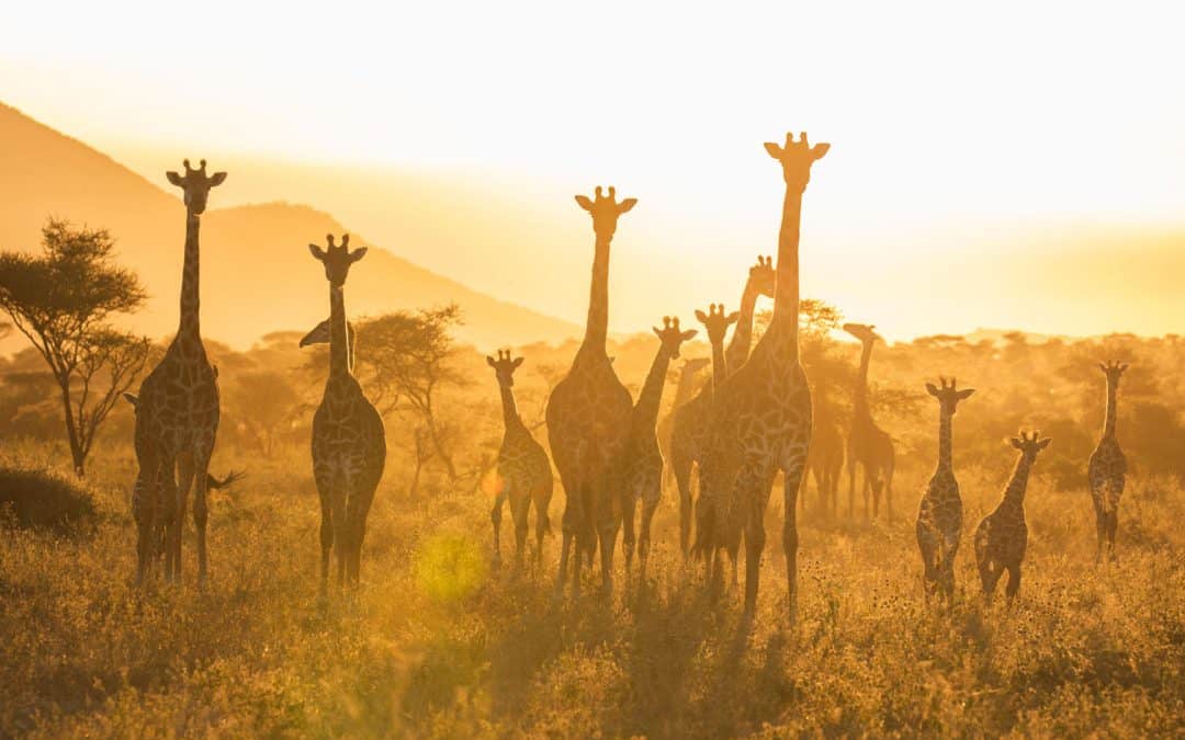 11 Day Luxury Tanzania Safari